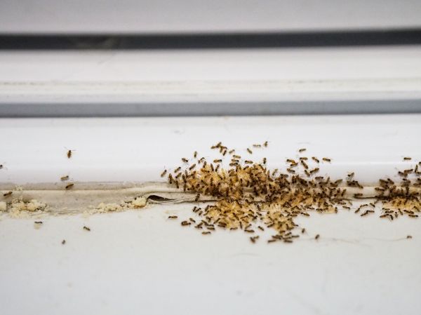Infestation Control
