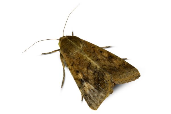 Moth Control