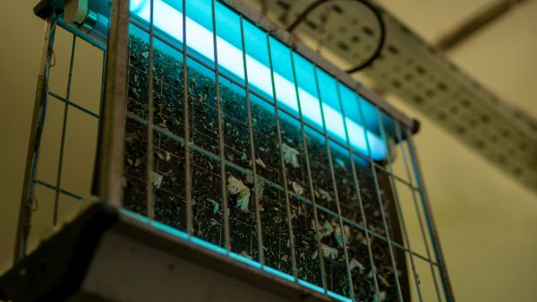 Insect Management