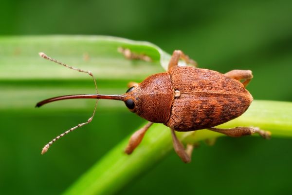 Weevil Removal