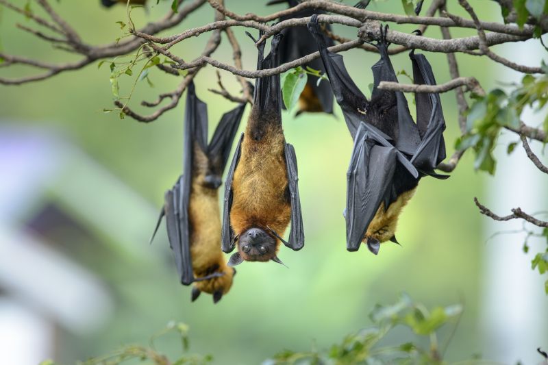 Bats Extermination