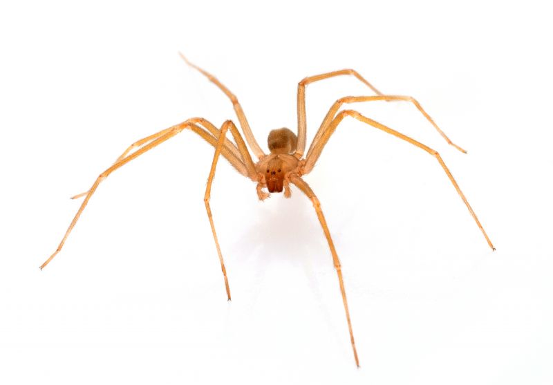 Brown Recluse Removal