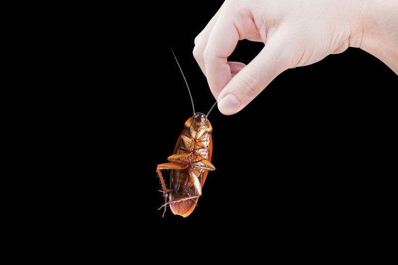 Cockroach Control Service