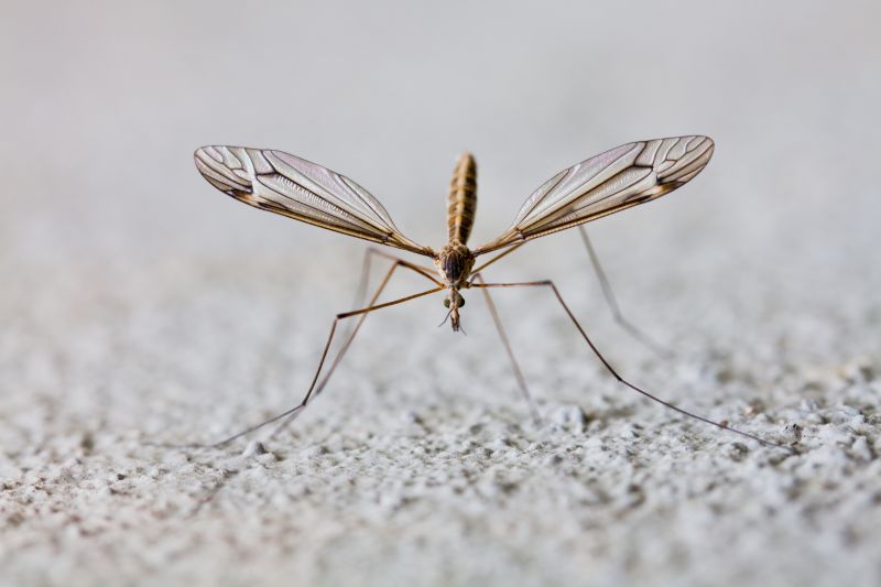 Fly And Mosquito Control Strategies
