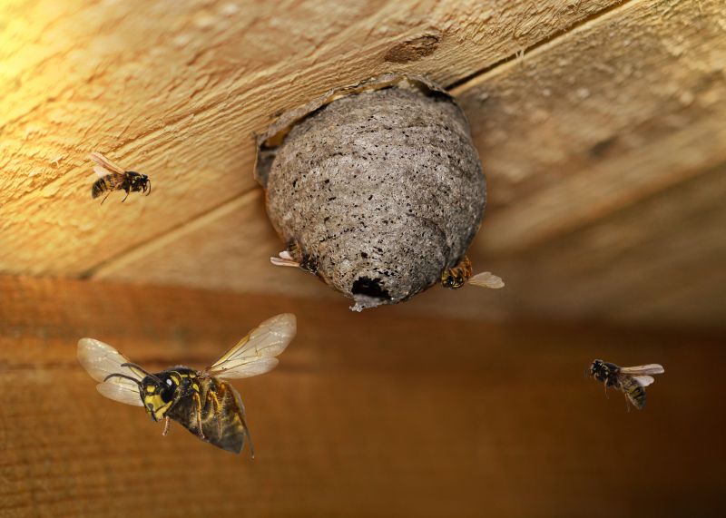 Hornets Nest Removal