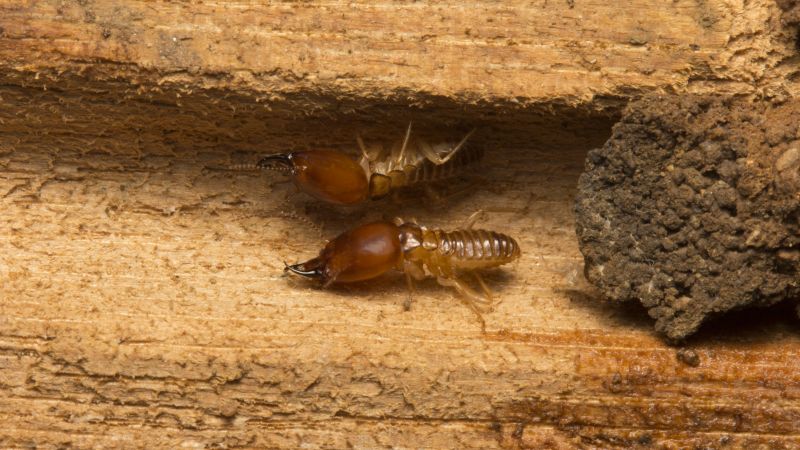Termite Treatment