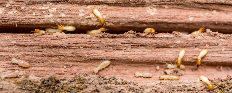 Termite Threats