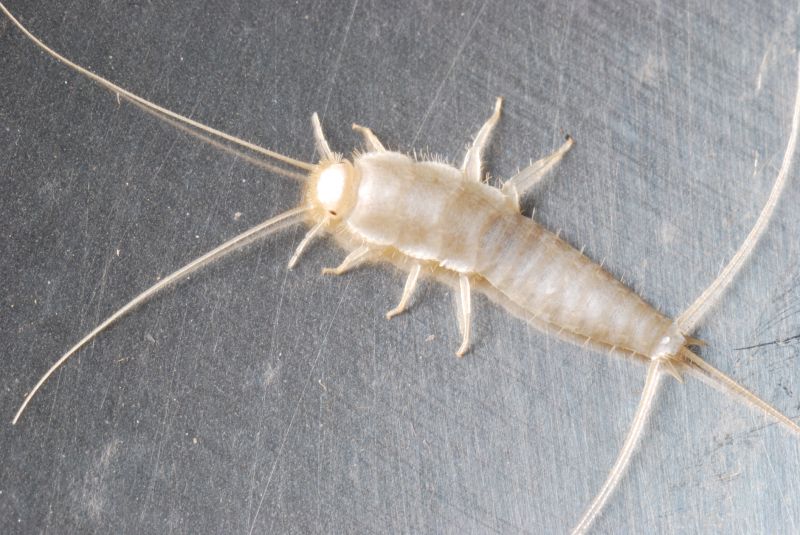 Silverfish Extermination