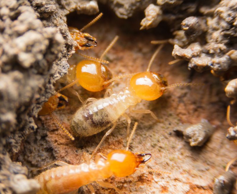 Termite Fumigation