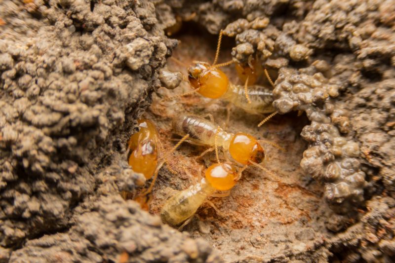 Termite Infestation Service