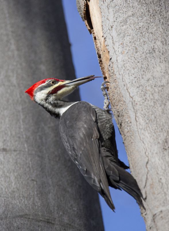 Woodpecker Removal Service